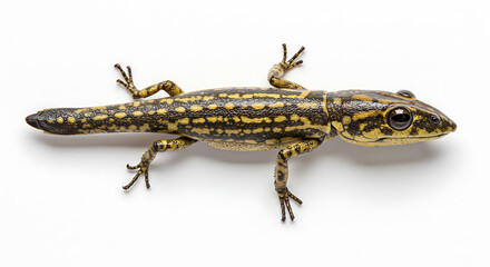 Obraz premium Salamander with Yellow and Black Pattern, Isolated Studio Shot on White Background