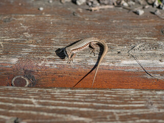 Curious lizard facing camera on a bench in Esztergom, Hungary