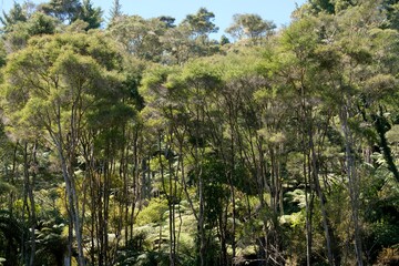 Native kānuka trees and plants in Hunua Falls region, New Zealand