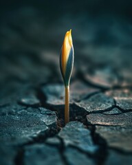 Yellow sprout emerging from cracked dry soil in barren earth
