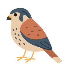 Cute kestrel falcon perches gracefully on a tiny American kestrel. Perfect for wildlife blogs, educational materials, and nature conservation campaigns