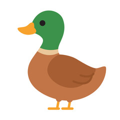 Cute mallard duck, suitable for nature, wildlife, outdoors, animal themed designs and projects