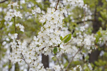 Nature. Cherry blossoms. The landscape is nature. Gardening.