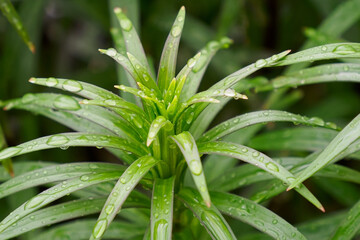 Fototapeta premium Nature. Dracaena leaves with drops of water. Gardening.