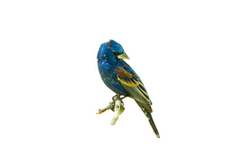 Blue Grosbeak (Passerina caerulea) Photo, Perched on a Transparent Isolated PNG Background