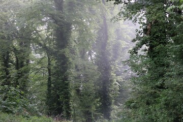 a foggy Moment in the Ivy forest