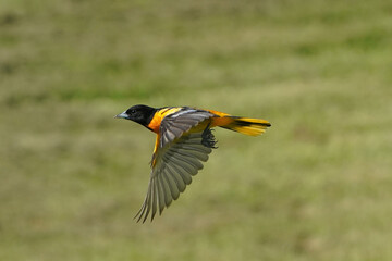 Baltimore Orioles fighting and flying in summer day against lawn