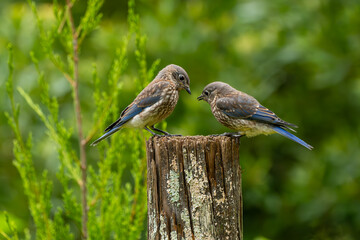 Fledgling bluebirds eating worms while perched on a fence post