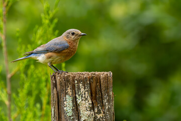 A female bluebird perched on a fence post
