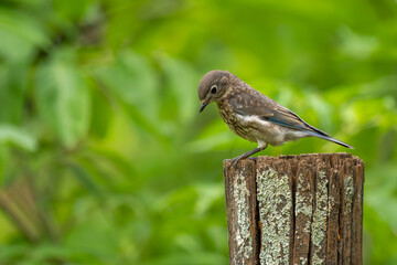 A fledgling bluebird perched on a fence post
