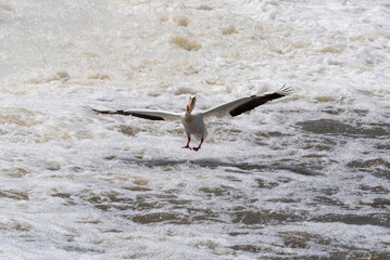American White Pelicans Fishing And Flying At The Dam And Rapids On Fox River At De Pere, Wisconsin