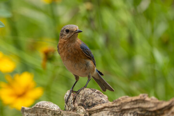 A female bluebird perched on a tree stump