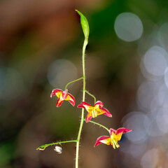 Close-Up of Epimedium Alpinum Blooming in the Shade with Red and Yellow Petals on a Hairy Stem, Captured in a Woodland Setting.