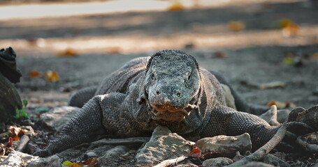 Large Komodo dragon (Varanus Komodoensis), resting on Rinca Island in Komodo National Park, Indonesia, a UNESCO World Heritage Site, showcasing its impressive size and prehistoric appearance