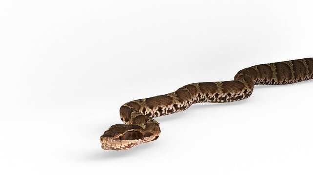 mamushi japanese pit viper on white background