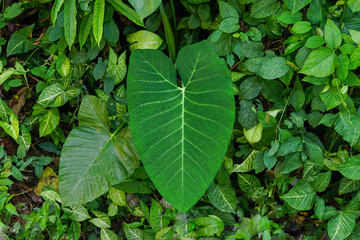 Obraz premium Taro plant also known as elephant ear plant 