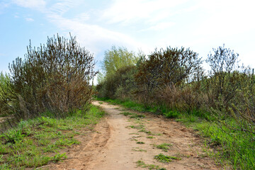 A dirt path winding through a landscape of bushes and grass in sunny day