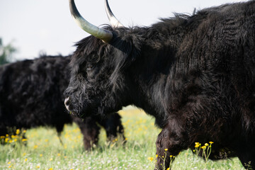 Fototapeta premium A black highland cattle with long fur runs across a meadow. The horns are clearly visible.