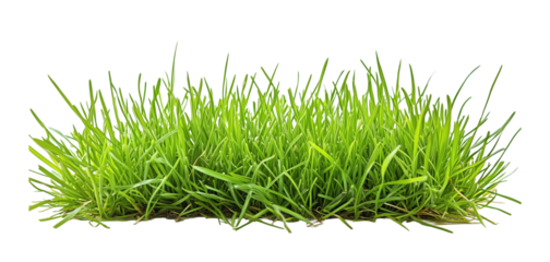 Lush green grass on transparent background