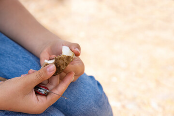 Person cleaning and slicing a wild edible aspen boletus mushroom with a small pocket knife outdoors.