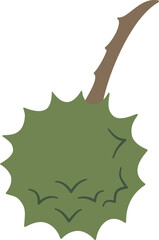 Aesculus hippocastanum, Horse Chestnut fruit