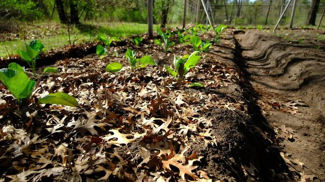 Moving camera backward through garden trench and then up revealing young white cabbages growing in garden bed covered in layer of soil