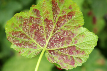 Aphid Cryptomyzus ribis on the underside of red currant leaves