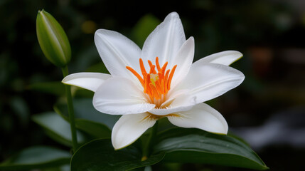 Obraz premium A stunning white lily unfolds its petals in a tranquil garden, showcasing vibrant orange stamens at its center. The lush green leaves provide a contrasting backdrop, enhancing its beauty