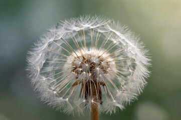Close-Up of White Dandelion Seed Head with Soft Blurred Background – Delicate Nature Detail"