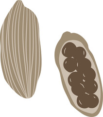 stylized cardamom, fruit and seed, spice and flavor
