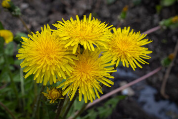 Dandelion