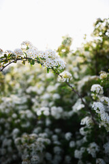 Spirea bushes. Spring blossoming outdoor