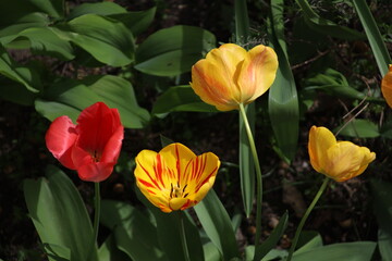 Red yellow tulips