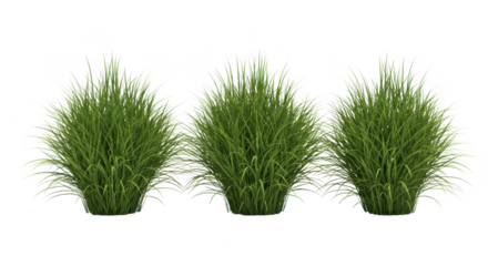 Three ornamental grass plants isolated on transparent background