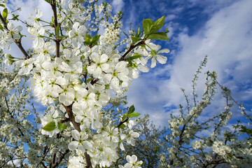 Cherry blossom against blue sky with clouds. Spring background with white cherry blossoms.