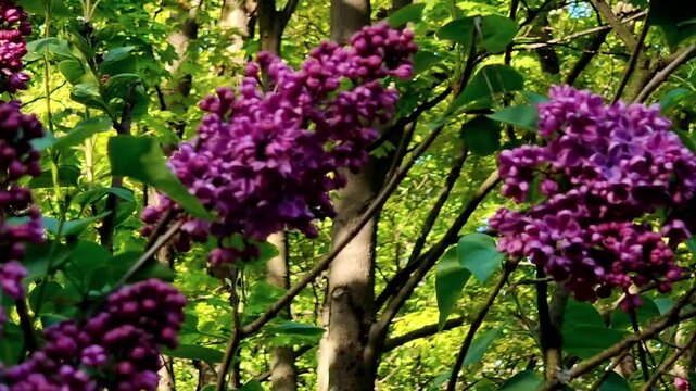 Lilac is blooming in our garden. Close-up photo