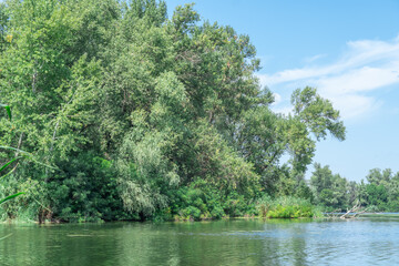 Slowly flowing river is overgrown with yellow water lilies. Ecological problem shallow and...