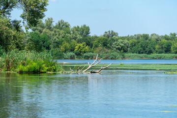 Slowly flowing river is overgrown with yellow water lilies. Ecological problem shallow and...