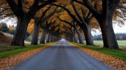 Fototapeta premium A peaceful road stretches through a stunning landscape, flanked by tall trees adorned with bright autumn foliage. Crunchy leaves cover the ground, creating a picturesque scene