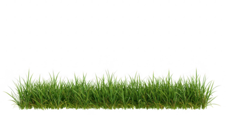 Patch of green grass isolated on transparent background