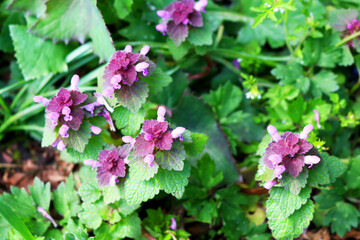 Dead nettles 