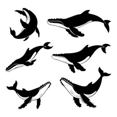 Set of six black and white vector illustrations of humpback whales in various swimming poses, shown in profile and dynamic motion, isolated on a white background.