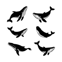 Set of six black and white vector illustrations of humpback whales in various swimming poses, shown in profile and dynamic motion, isolated on a white background.