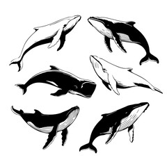Set of six black and white vector illustrations of humpback whales in various swimming poses, shown in profile and dynamic motion, isolated on a white background.
