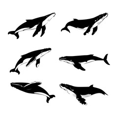 Set of six black and white vector illustrations of humpback whales in various swimming poses, shown in profile and dynamic motion, isolated on a white background.