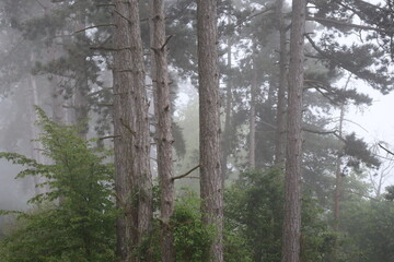 Obraz premium a foggy Moment in a Pine forest