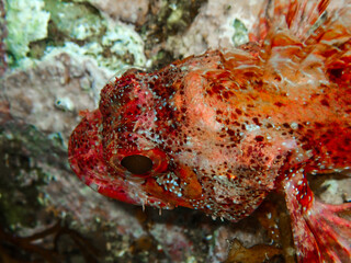 Small red scorpionfish (Scorpaena notata) in mediterranean sea, A close-up picture of the head of a red scorpionfish in underwater, Scorpaena scrofa, marine life, wildlife nature fish mediterranean.