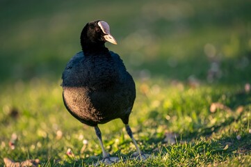 Eurasian Coot Standing on Green Grass. Fulica atra in spring in Switzerland.