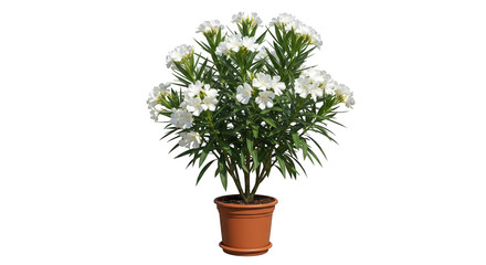 White oleander plant in pot isolated on transparent background