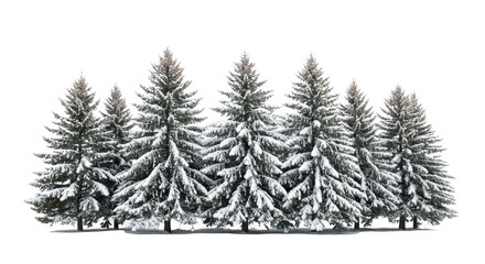 Fototapeta premium Snow covered pine trees isolated on transparent background